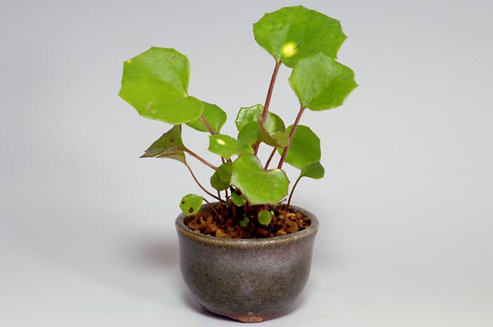 ツワブキJ（つわぶき・艶蕗）草もの盆栽の販売と育て方・作り方・Farfugium japonicum bonsai