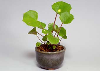 ツワブキ-J（つわぶき・艶蕗）草盆栽の樹作りの参考草姿・Farfugium japonicum Best Kusamono bonsai