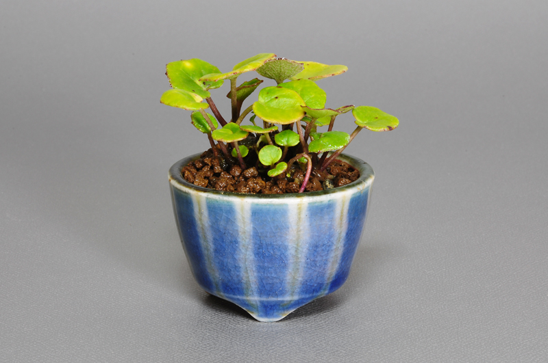 ツワブキK-1（つわぶき・艶蕗）草もの盆栽の販売と育て方・作り方・Farfugium japonicum bonsai