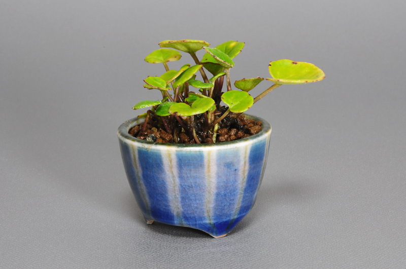 ツワブキ-K（つわぶき・艶蕗）草もの盆栽を裏側から見た景色・Farfugium japonicum bonsai