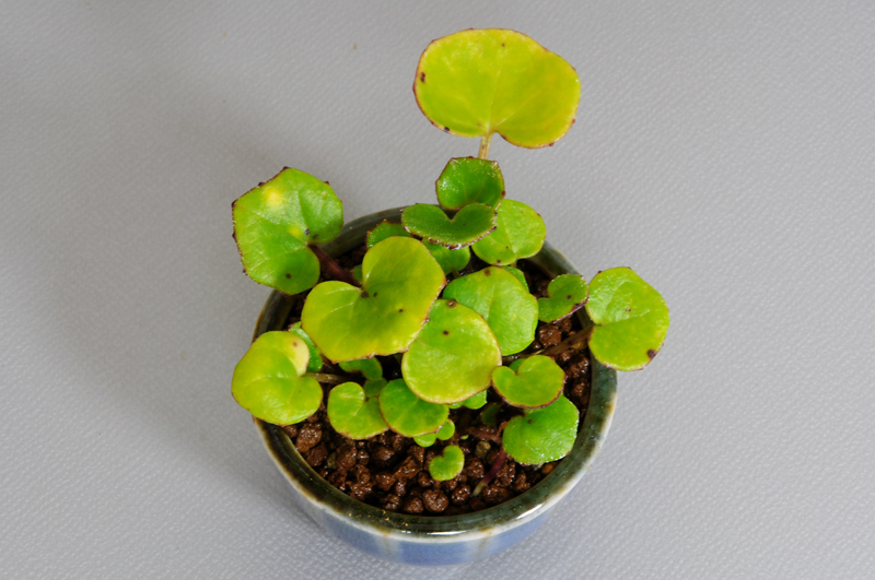 ツワブキ-K（つわぶき・艶蕗）草もの盆栽を上側から見た景色・Farfugium japonicum bonsai