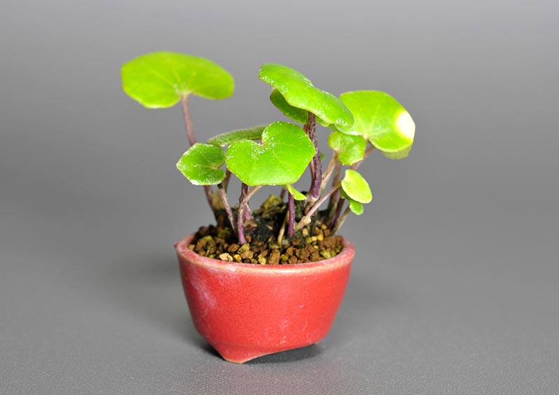 ツワブキ-L（つわぶき・艶蕗）草もの盆栽の販売と育て方・作り方・Farfugium japonicum bonsai