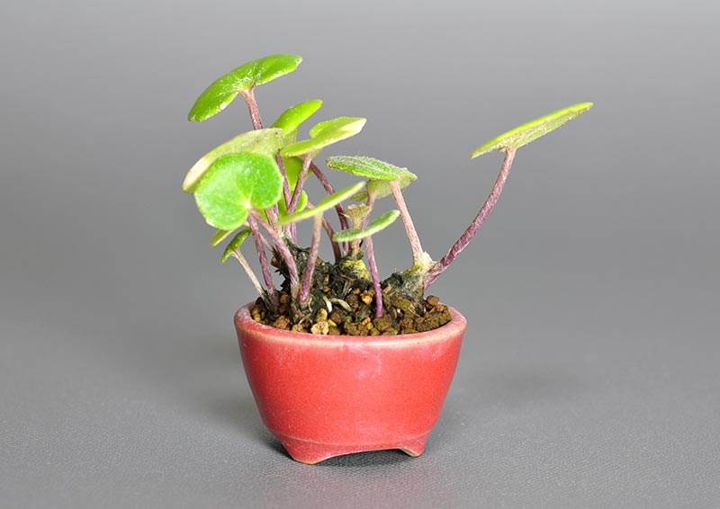 ツワブキ-L（つわぶき・艶蕗）草もの盆栽を裏側から見た景色・Farfugium japonicum bonsai