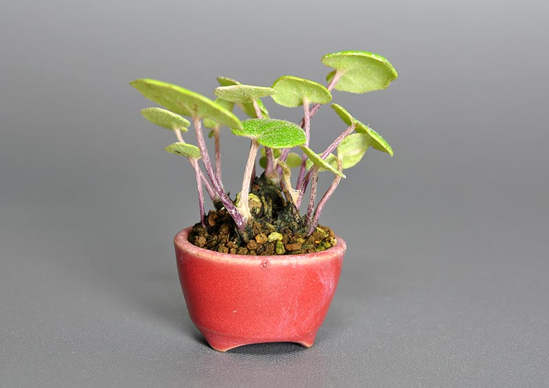 ツワブキ-L（つわぶき・艶蕗）草もの盆栽を左側から見た景色・Farfugium japonicum bonsai