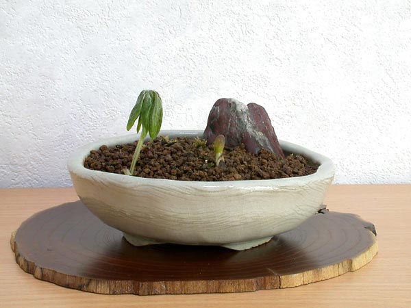 ヤブレガサA-1（やぶれがさ・破れ傘）草もの盆栽の販売と育て方・作り方・Syneilesis palmata bonsai