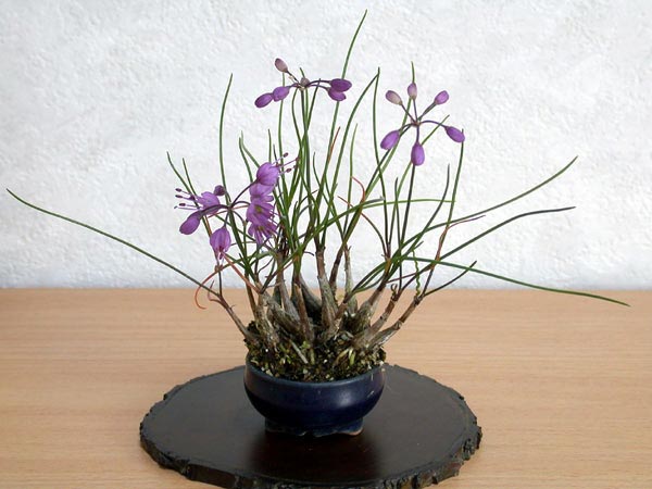 ヤマラッキョウA（やまらっきょう・山辣韮）草もの盆栽の販売と育て方・作り方・Allium thunbergii bonsai