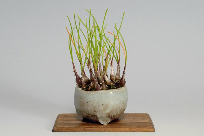 ヤマラッキョウB（やまらっきょう・山辣韮）草もの盆栽の販売と育て方・作り方・Allium thunbergii bonsai