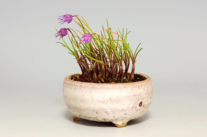 ヤマラッキョウD（やまらっきょう・山辣韮）草もの盆栽を右側から見た景色・Allium thunbergii bonsai