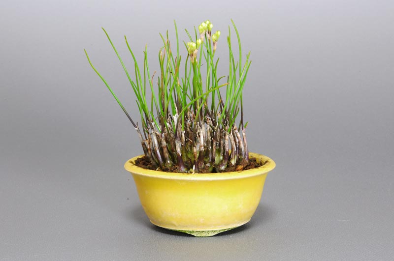 ヤマラッキョウE（やまらっきょう・山辣韮）草もの盆栽を右側から見た景色・Allium thunbergii bonsai