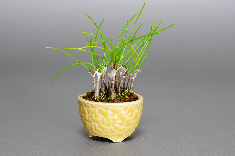 ヤマラッキョウF（やまらっきょう・山辣韮）草もの盆栽を右側から見た景色・Allium thunbergii bonsai