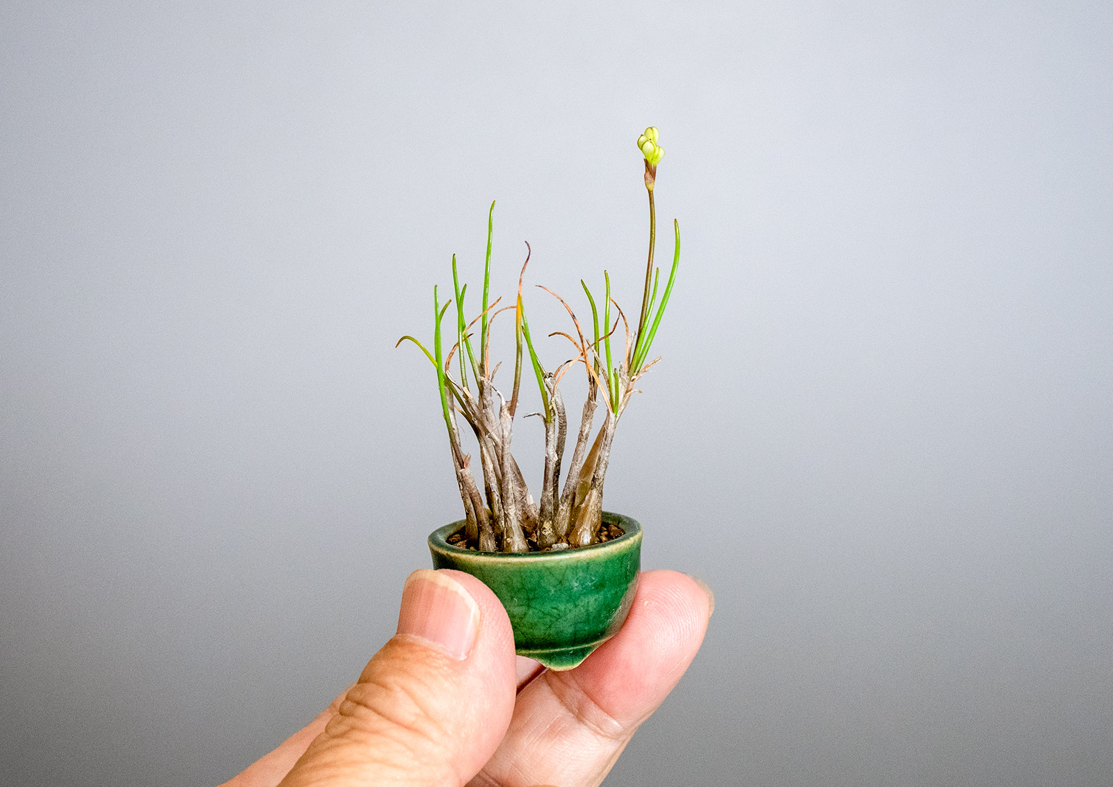 ヤマラッキョウ-G（やまらっきょう・山辣韮）草もの盆栽の手乗りの景色・Allium thunbergii Kusamono bonsai