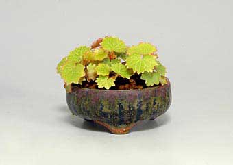 ユキノシタ-A（ゆきのした・雪ノ下）草ものn栽の樹作りの参考草姿・Saxifraga stolonifera Best Kusamono bonsai