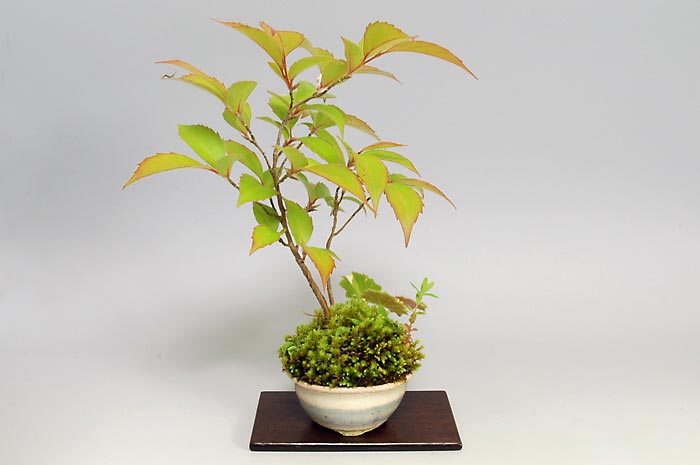 ヒメユキノシタB・ユキノシタ（ゆきのした・ひめゆきのした・姫雪ノ下）草もの盆栽の販売と育て方・作り方・Saxifraga stolonifera bonsai