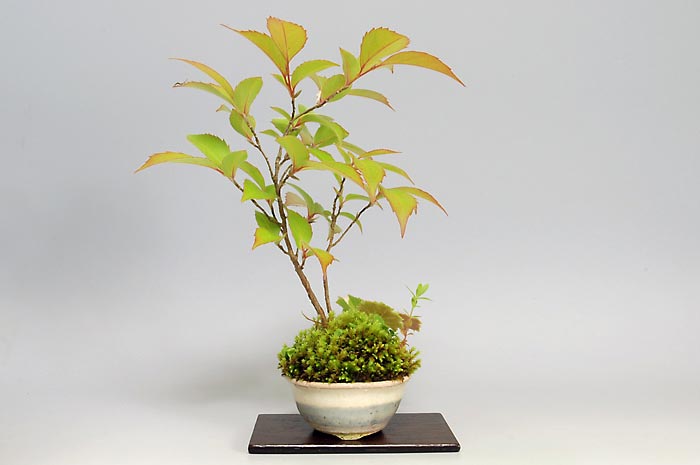 ヒメユキノシタB・ユキノシタ（ゆきのした・ひめゆきのした・姫雪ノ下）草もの盆栽を別側から見た景色・Saxifraga stolonifera bonsai