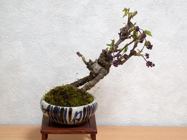 アケビA-1（あけび・木通）実もの盆栽の販売と育て方・作り方・Akebia quinata bonsai