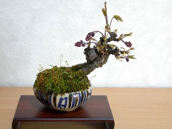 アケビA-2（あけび・木通）実もの盆栽の販売と育て方・作り方・Akebia quinata bonsai