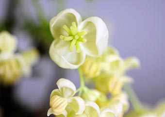 アケビの雌花（あけび・木通）盆栽の樹作りの参考樹形・Akebia quinata Best bonsai