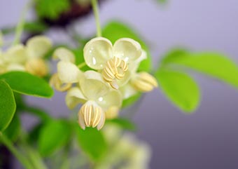 アケビの雄花（あけび・木通）盆栽の樹作りの参考樹形・Akebia quinata Best bonsai
