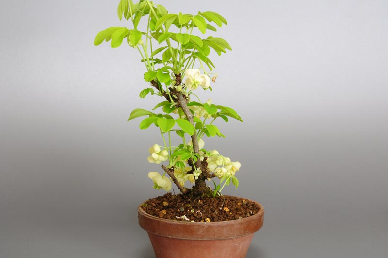 アケビB（あけび・木通）実もの盆栽を裏側から見た景色・Akebia quinata bonsai photo