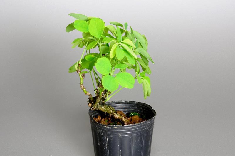 アケビC（あけび・木通）実もの盆栽を裏側から見た景色・Akebia quinata bonsai