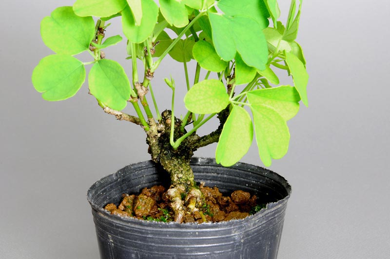 アケビC（あけび・木通）実もの盆栽を左側から見た景色・Akebia quinata bonsai