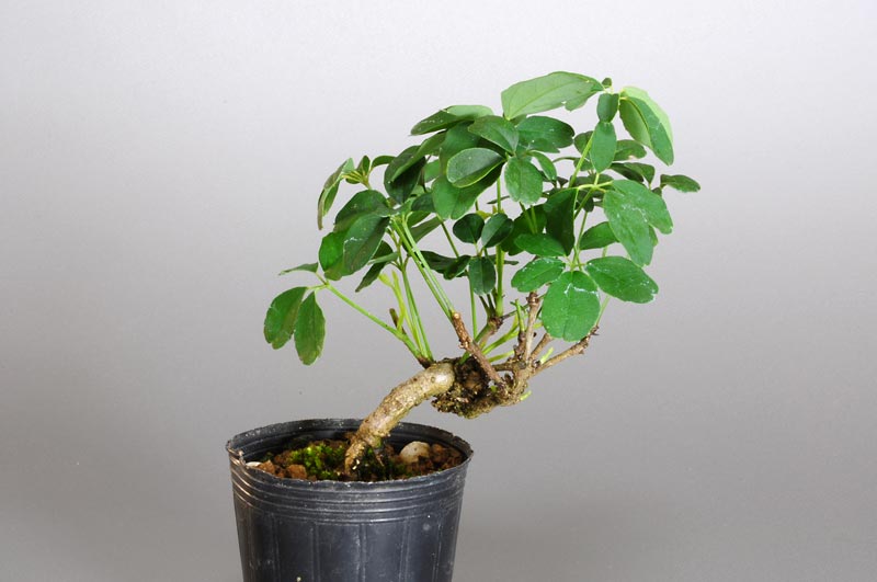 アケビD（あけび・木通）ミニ盆栽の販売と育て方・作り方・Akebia quinata bonsai