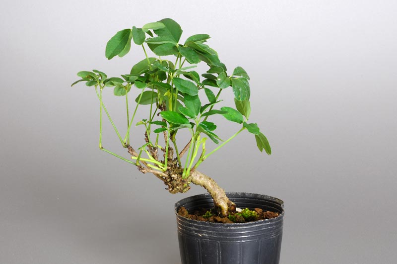 アケビD（あけび・木通）ミニ盆栽を裏側から見た景色・Akebia quinata bonsai