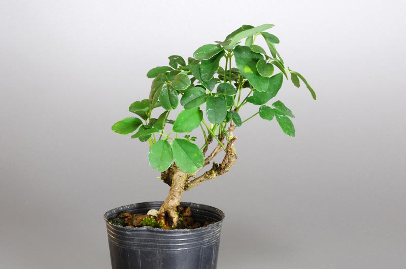 アケビD（あけび・木通）ミニ盆栽を左側から見た景色・Akebia quinata bonsai