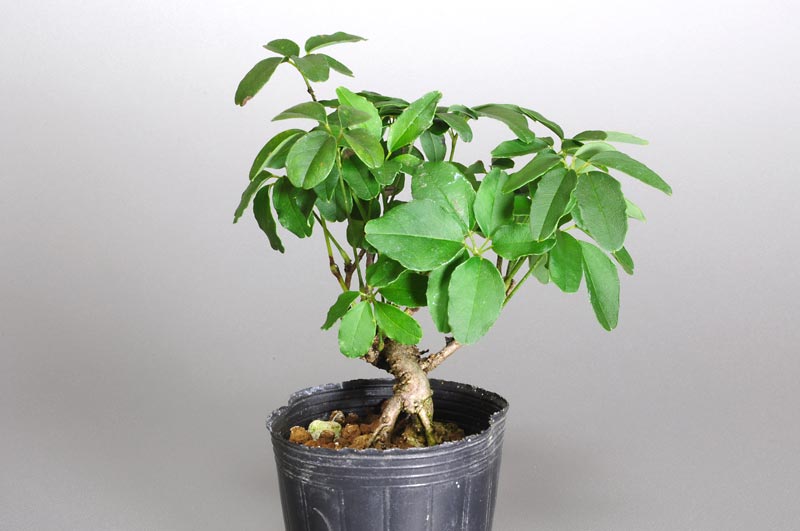 アケビE（あけび・木通）ミニ盆栽を右側から見た景色・Akebia quinata bonsai