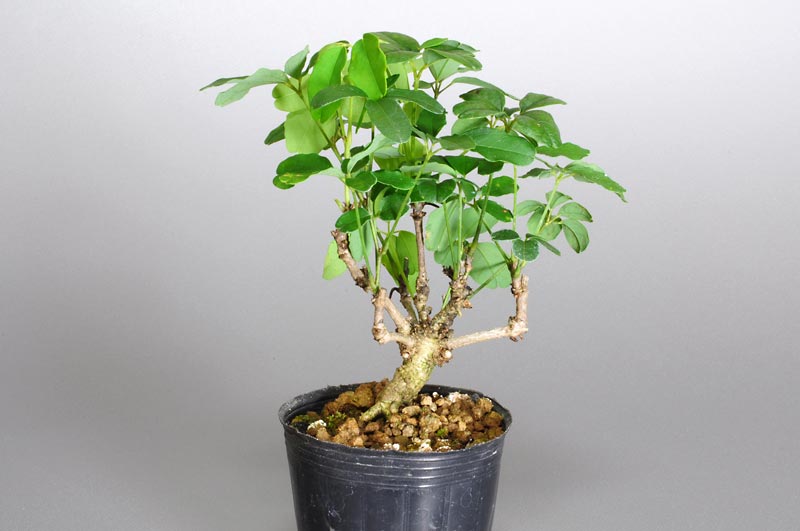 アケビF（あけび・木通）ミニ盆栽を右側から見た景色・Akebia quinata bonsai