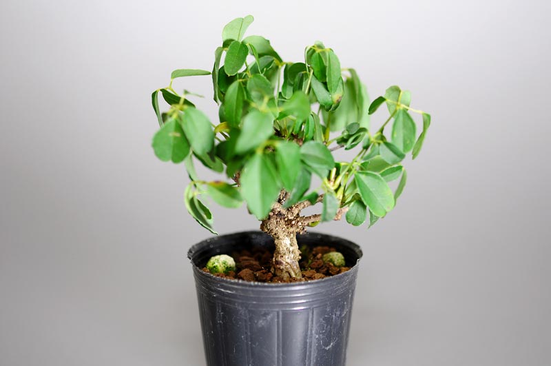 アケビG（あけび・木通）実もの盆栽を右側から見た景色・Akebia quinata bonsai photo