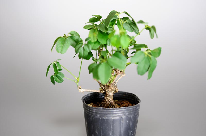 アケビH（あけび・木通）ミニ盆栽を右側から見た景色・Akebia quinata bonsai