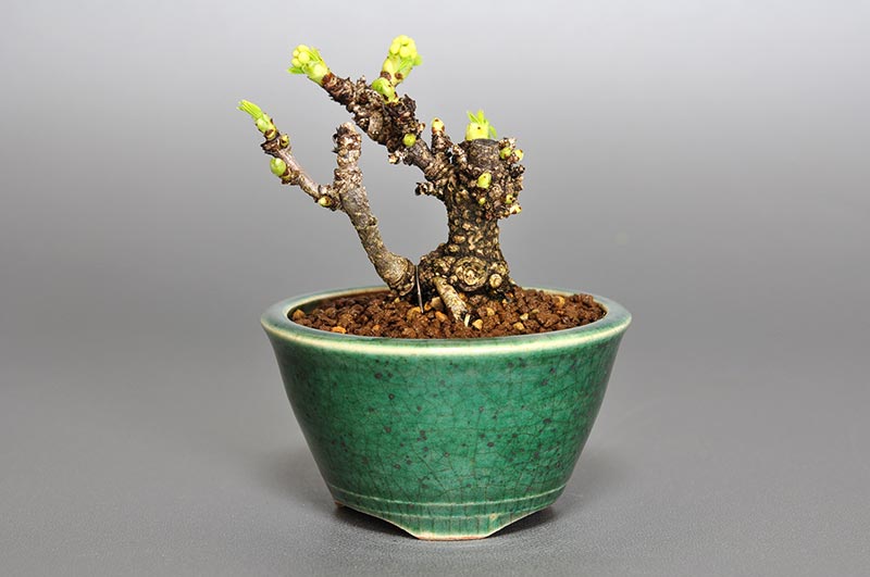 アケビI（あけび・木通）ミニ盆栽の販売と育て方・作り方・Akebia quinata bonsai