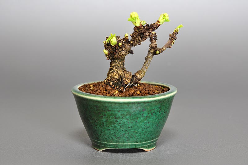 アケビI（あけび・木通）ミニ盆栽を裏側から見た景色・Akebia quinata bonsai