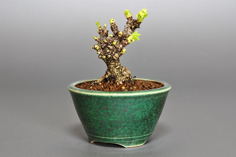 アケビI（あけび・木通）ミニ盆栽を右側から見た景色・Akebia quinata bonsai