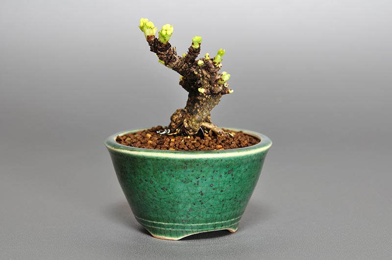 アケビI（あけび・木通）ミニ盆栽を左側から見た景色・Akebia quinata bonsai