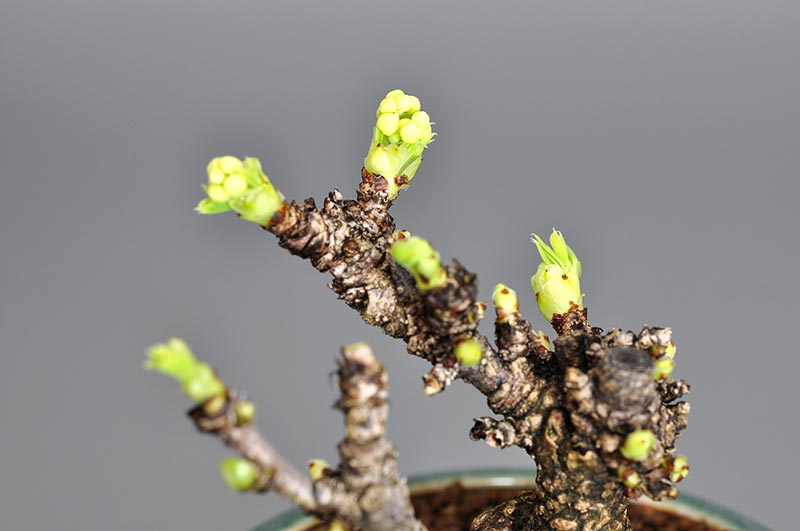 アケビI（あけび・木通）ミニ盆栽を拡大して見た景色・Akebia quinata bonsai