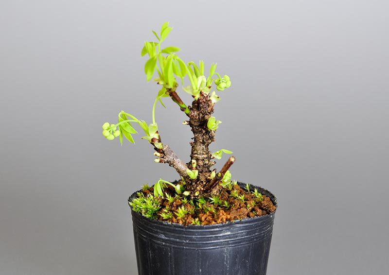 アケビJ（あけび・木通）ミニ盆栽の販売と育て方・作り方・Akebia quinata bonsai