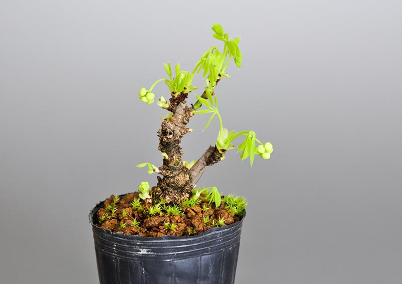 アケビJ（あけび・木通）ミニ盆栽を裏側から見た景色・Akebia quinata bonsai