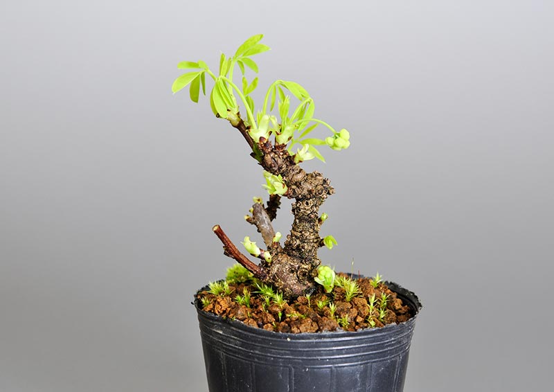 アケビJ（あけび・木通）ミニ盆栽を右側から見た景色・Akebia quinata bonsai