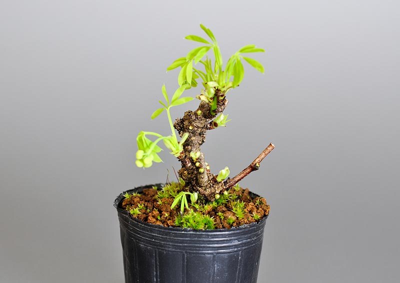 アケビJ（あけび・木通）ミニ盆栽を左側から見た景色・Akebia quinata bonsai