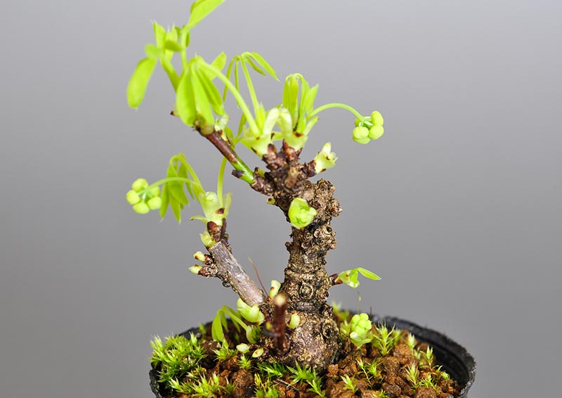 アケビJ（あけび・木通）ミニ盆栽を拡大して見た景色・Akebia quinata bonsai