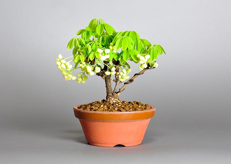 アケビK（あけび・木通）実もの盆栽の販売と育て方・作り方・Akebia quinata bonsai photo