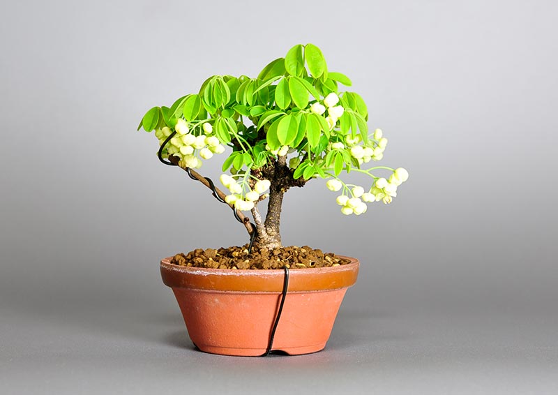 アケビK（あけび・木通）実もの盆栽を裏側から見た景色・Akebia quinata bonsai photo