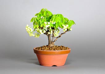 アケビK（木通盆栽）Akebia quinata bonsai・ミニ盆栽素材の販売、盆栽素材通販店｜Bonsai Material Shop