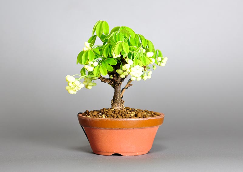 アケビK（あけび・木通）実もの盆栽を左側から見た景色・Akebia quinata bonsai photo