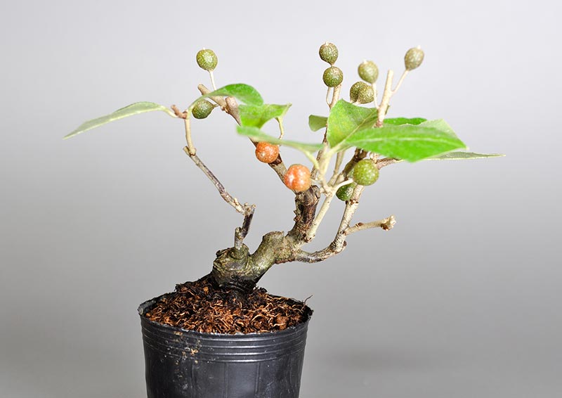 アキグミA（あきぐみ・秋茱萸）実もの盆栽の販売と育て方・作り方・Elaeagnus umbellata bonsai