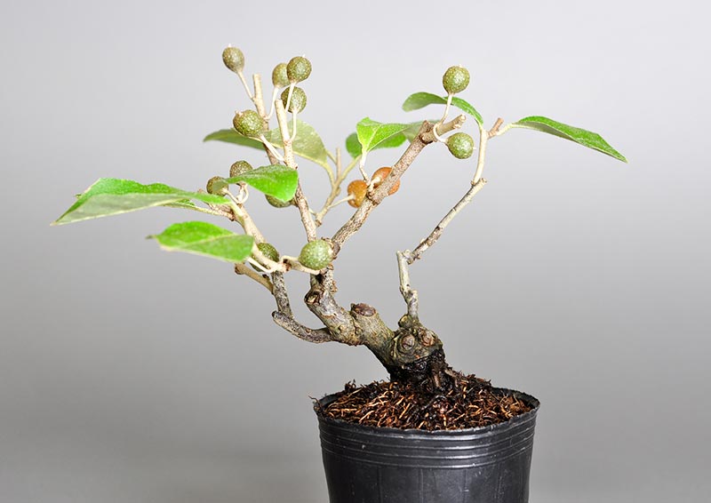 アキグミA（あきぐみ・秋茱萸）実もの盆栽を裏側から見た景色・Elaeagnus umbellata bonsai