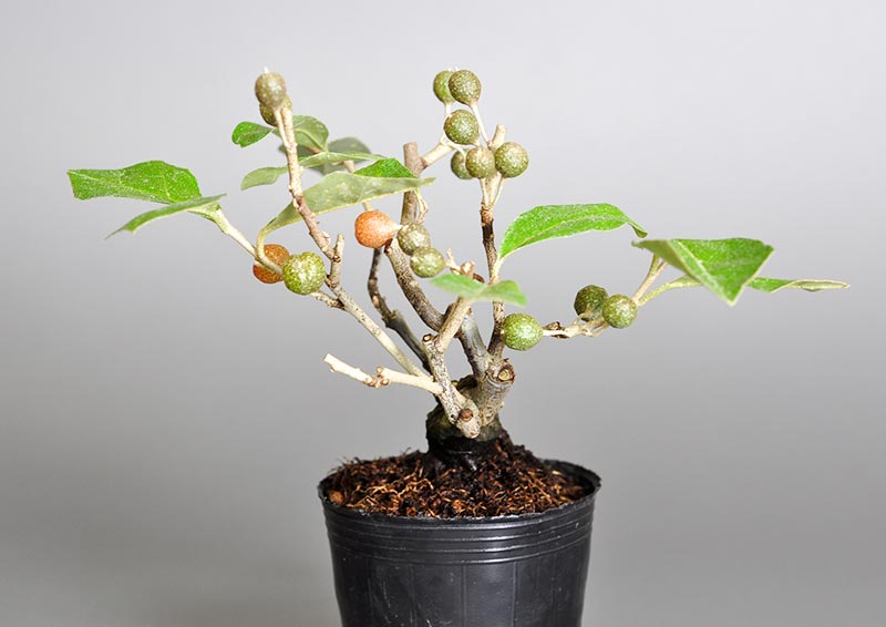 アキグミA（あきぐみ・秋茱萸）実もの盆栽を右側から見た景色・Elaeagnus umbellata bonsai