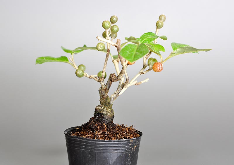 アキグミA（あきぐみ・秋茱萸）実もの盆栽を左側から見た景色・Elaeagnus umbellata bonsai